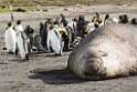 Elephant seal.20081113_3789